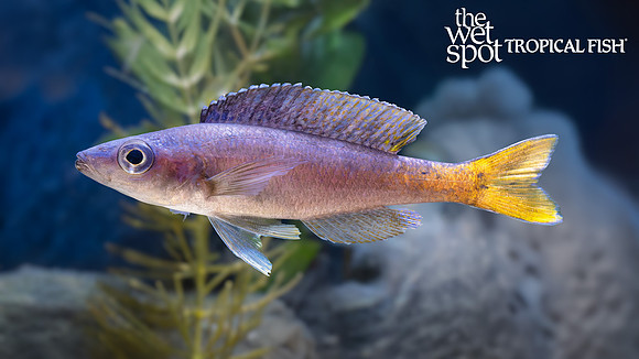 Cyprichromis leptosoma "Utinta"