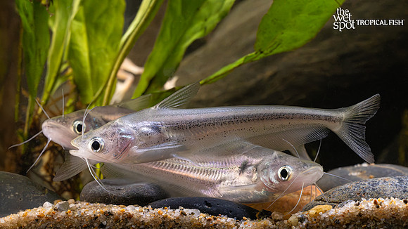 Schilbe intermedius"Butter/Grass Cutter Catfish"