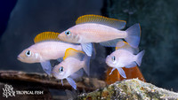 Neolamprologus caudopunctatus "Red Fin"