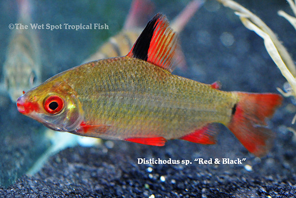 Distichodus sp. Red & Black - Watermelon Distichodus