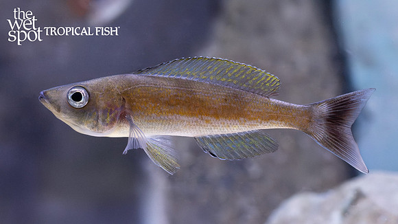 Cyprichromis microlepidotus "Kiriza"