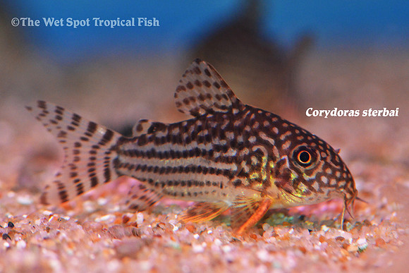 Corydoras sterbai - Sterba's Cory