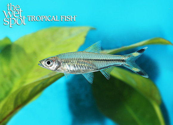 Rasbora trilineata "Scissortail Rasbora"