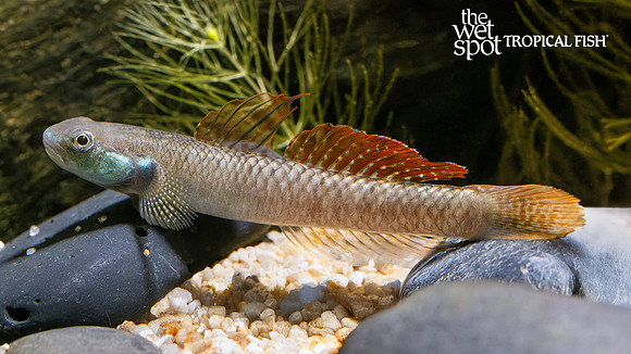 Stiphodon ornatus "Ornate Rainbow Goby"