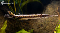 Boulengerella maculata "Spotted Pike Characin"