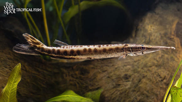 Boulengerella maculata "Spotted Pike Characin"