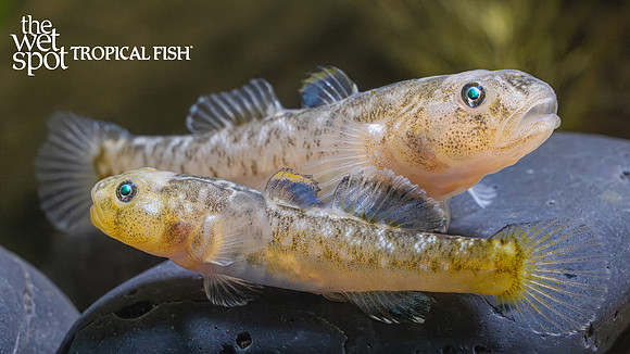Chlamydogobius eremius "Desert Goby"