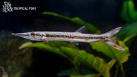 Boulengerella cuvieri "Red Tail Pike Characin"