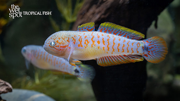 Tateurndina ocellicauda "Peacock Gudgeon"