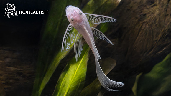 Ancistrus sp. "Long Fin Snow White Bushynose"
