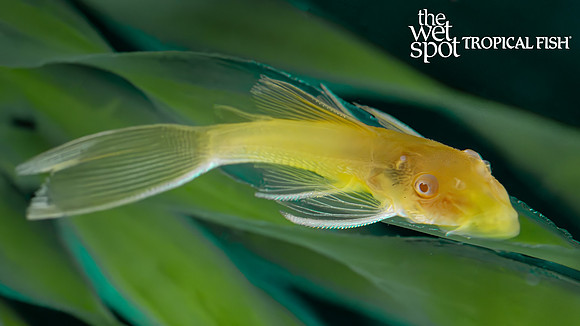 Ancistrus sp. "Long Fin Pineapple Bushynose Pleco"