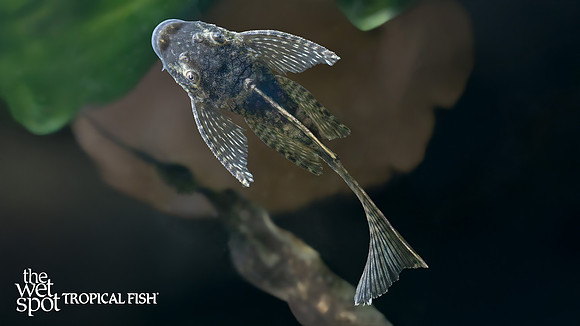 Ancistrus sp. "Long Fin Lemon Drop Bushynose Pleco"