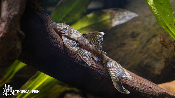 Ancistrus sp. "Long Fin Bushynose Pleco"