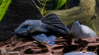 Baryancistrus beggini  "L239" "Blue Fin Panaque"