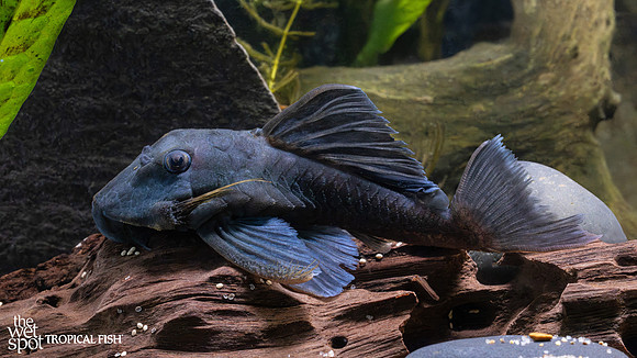 Baryancistrus beggini  "L239" "Blue Fin Panaque"