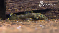 Ancistrus sp. "Green Dragon Bushynose Pleco"