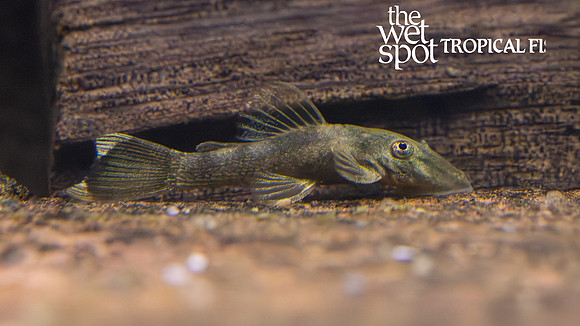 Ancistrus sp. "Green Dragon Bushynose Pleco"