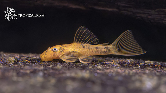 Ancistrus sp.  "Calico Bushynose Pleco"