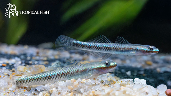 Stiphodon atropurpureus  "Blue Neon Goby"