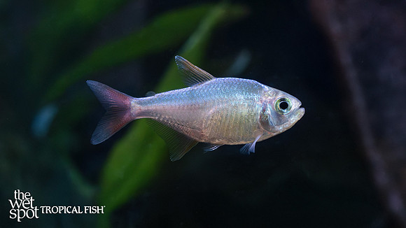 Hyphessobrycon columbianus "Red & Blue Colombian Tetra"