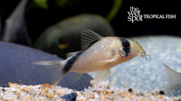 Corydoras sp. "C084"  "Mega Metae Cory"