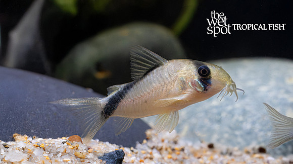 Corydoras sp. "C084"  "Mega Metae Cory"