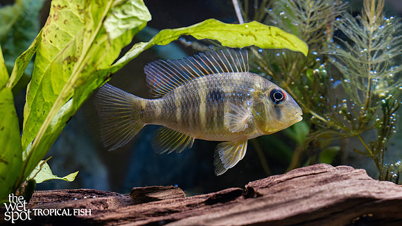 Gymnogeophagus balzanii "Humpheaded Eartheater"