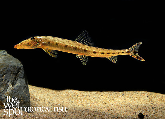 Acantopsis spectabilis"Magnificent Horseface Loach"