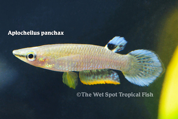 Panchax Killi - Aplocheilus panchax