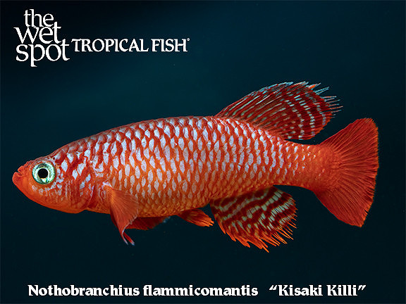 Kisaki Killi - Nothobranchius flammicomantis