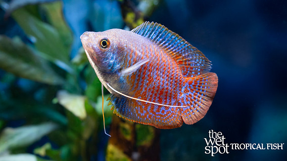 Trichogaster lalius "Dwarf Gourami"