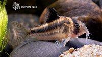 Corydoras cf. axelrodi  "CW169" "Colombia"