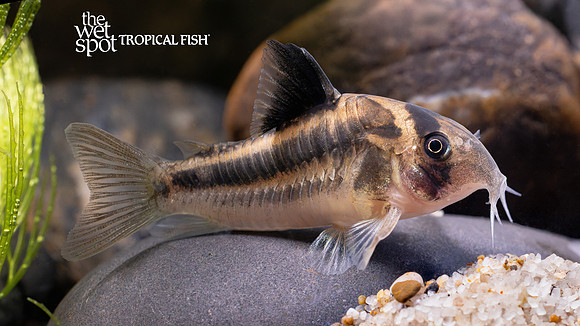 Corydoras cf. axelrodi  "CW169" "Colombia"