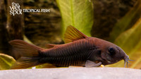 Corydoras schultzei  "Black Cory"