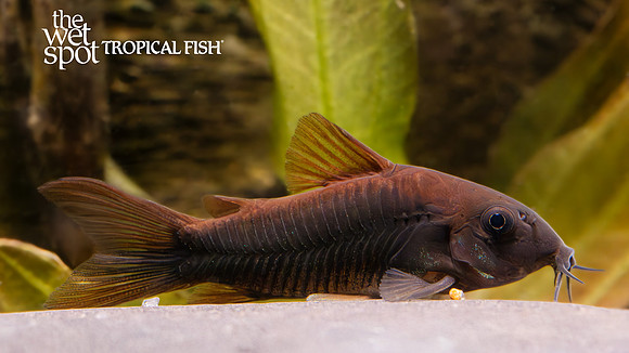 Corydoras schultzei  "Black Cory"