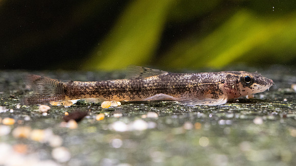 Balitoropsis cf. zollingeri