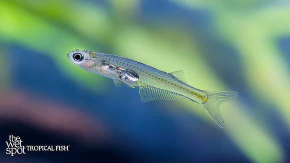 Danionella priapus "Vampire Danio"