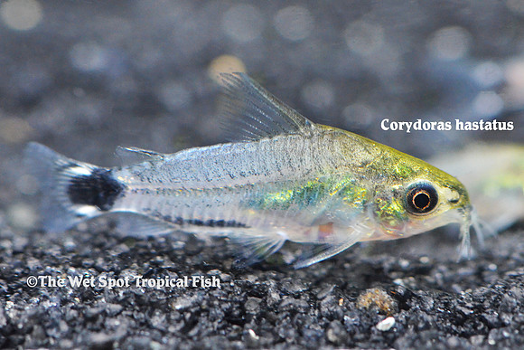 Corydoras hastatus - Tail Spot Pygmy Cory