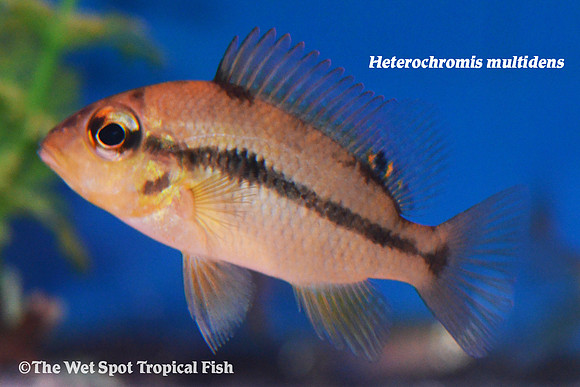 Heterochromis multidens