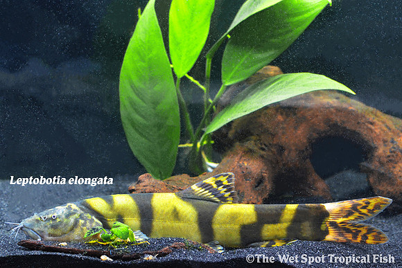 Leptobotia elongata - Royal Clown Loach