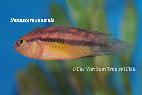 Nannacara anomala - Goldeneye Cichlid