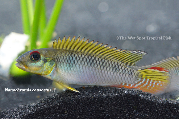 Nanochromis consortus ♂