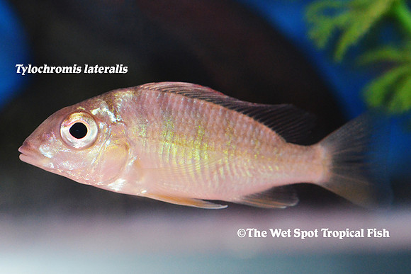 Tylochromis lateralis