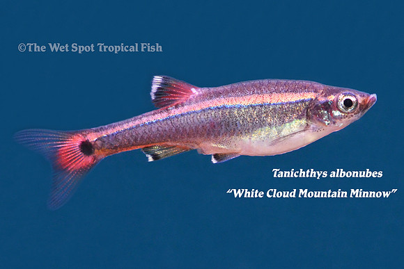 Tanichthys albonubes - White Cloud Mountain Minnow