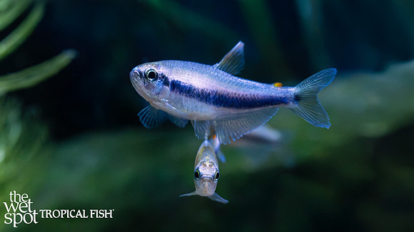 Inpaichthys kerri "Blue Emperor Tetra"