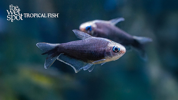 Nematobrycon palmeri "Black Emperor Tetra"