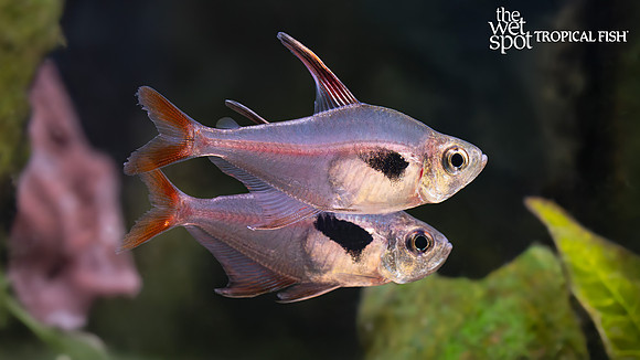 Hyphessobrycon epicharis "Charming Rosy Tetra"