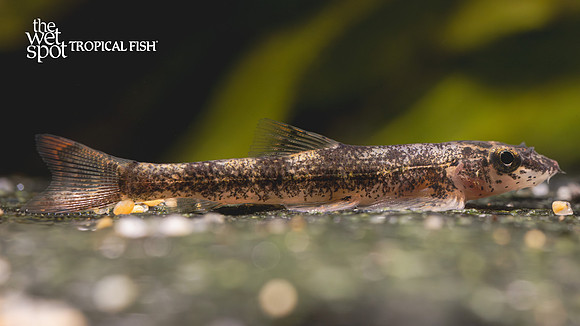mystery loach