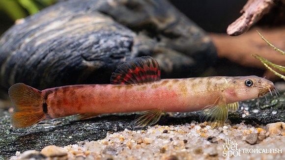 Schistura sp. "Crimson Loach"  "India"