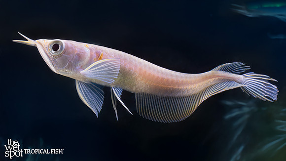 Osteoglossum bicirrhosum "Albino Silver Arowana"